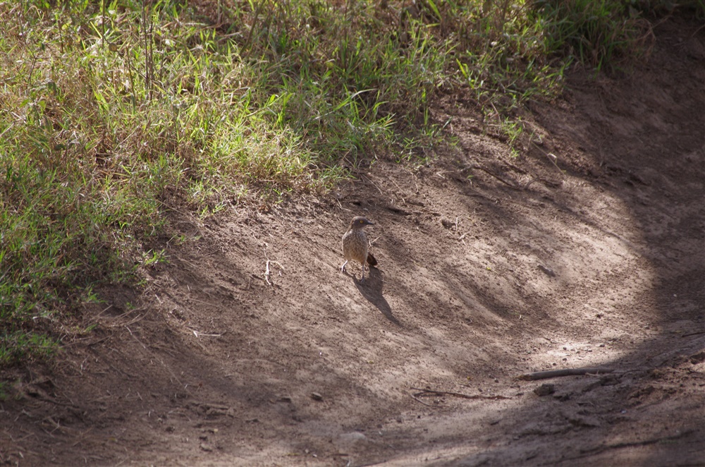 Arrow-marked Babbler