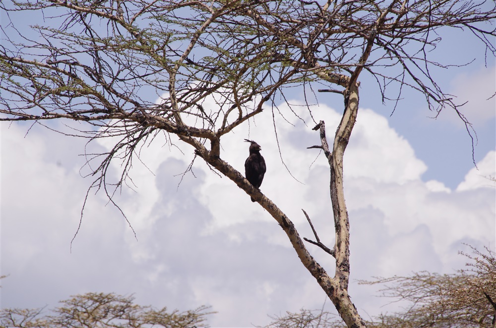 Long-crested Eagle