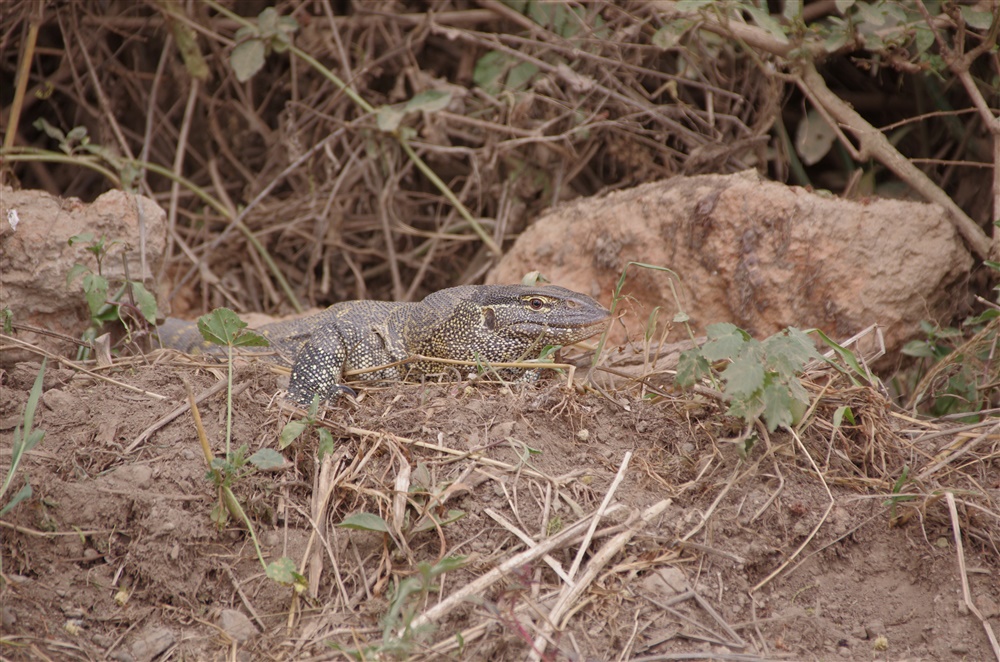 Reptiles