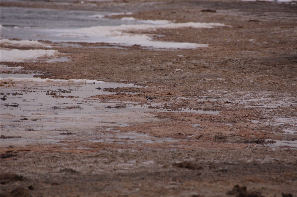 Three-banded Plover