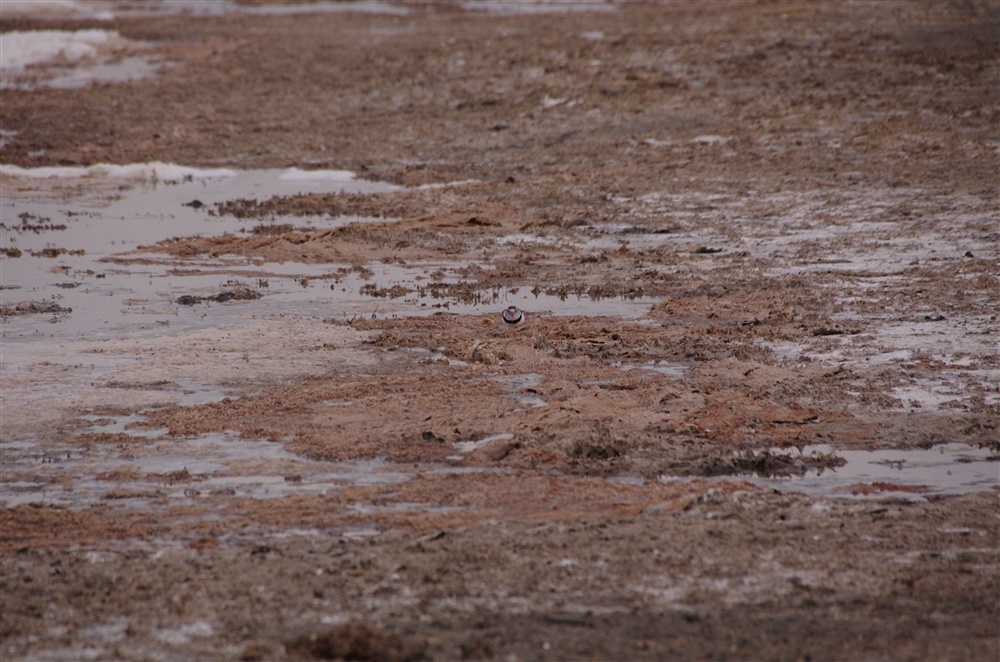 Three-banded Plover