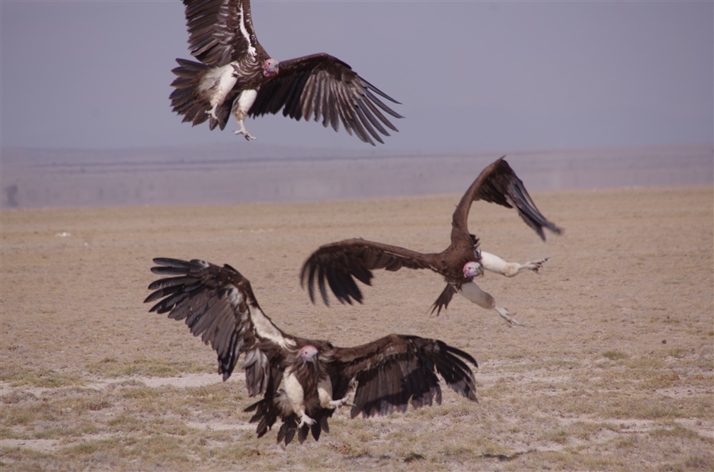 Lappet-faced Vulture