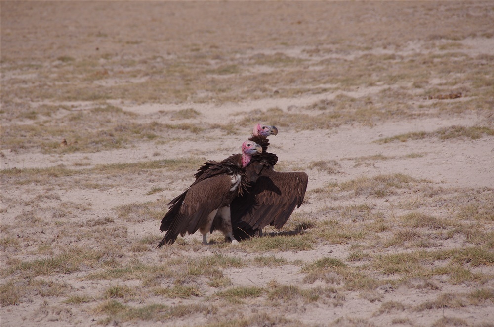 Lappet-faced Vulture