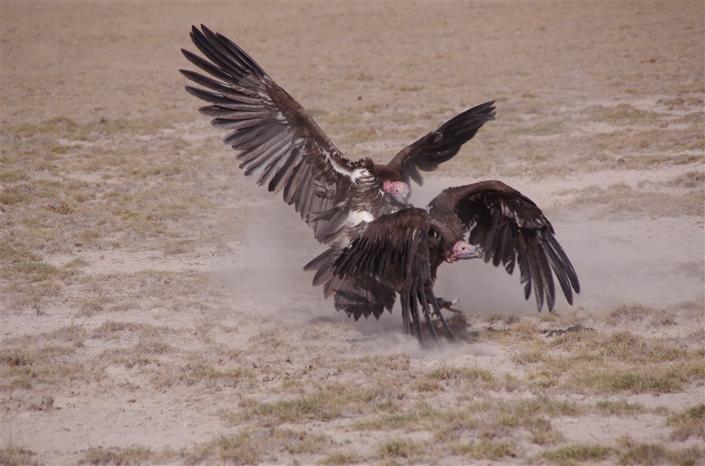 Lappet-faced Vulture
