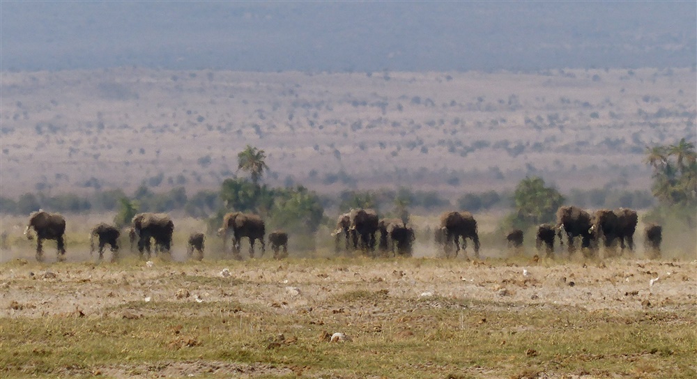 Elephant