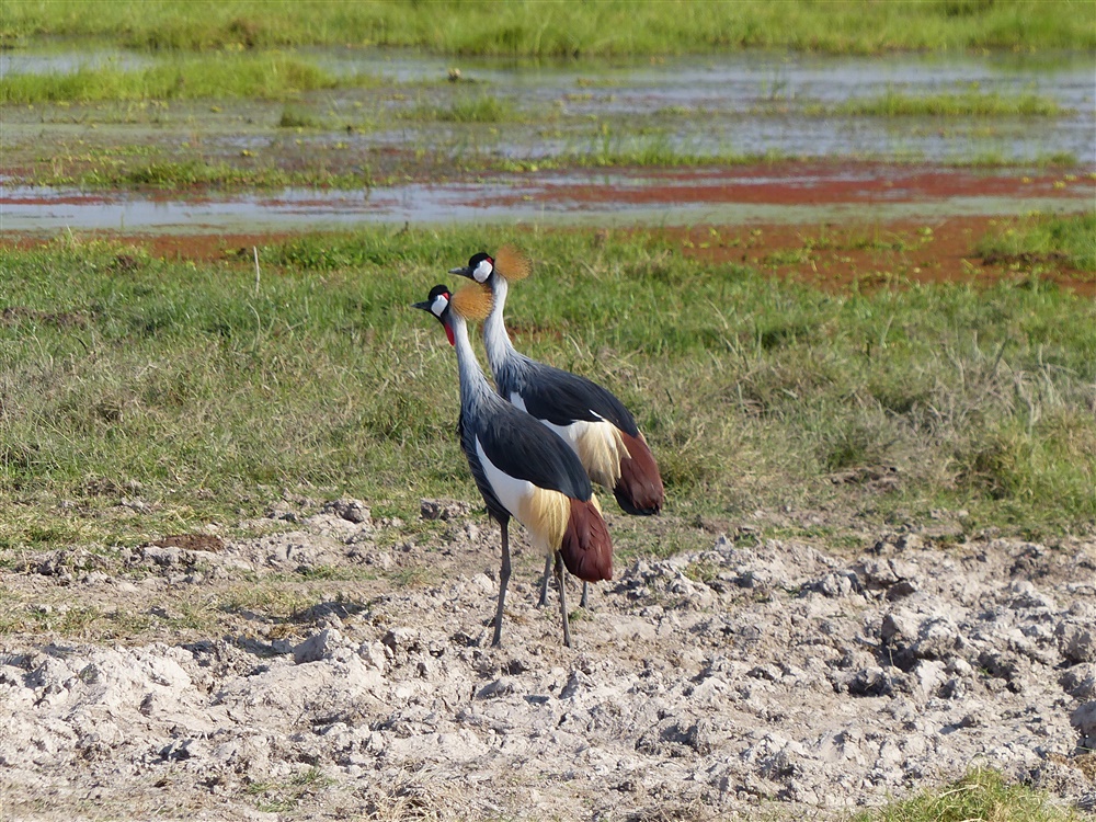 Grey Crowned Crane
