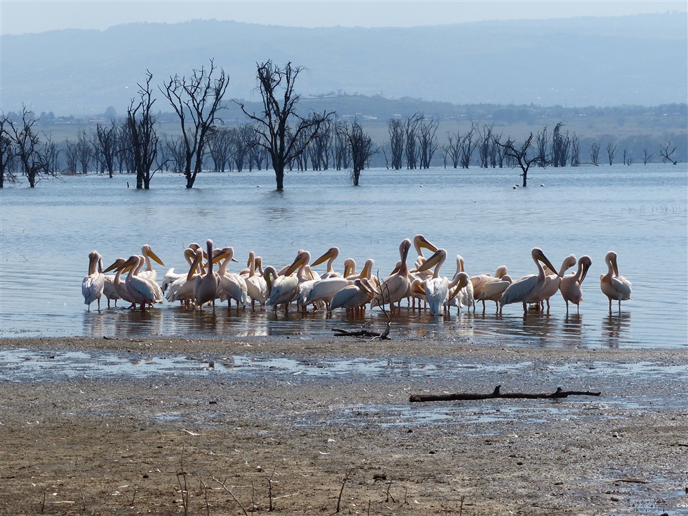 Lesser Flamingo