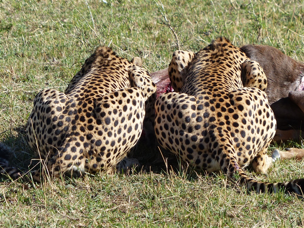 Cheetah